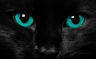 Illustration for article titled The Ultimate Guide to Evil Cats in Science Fiction and Fantasy